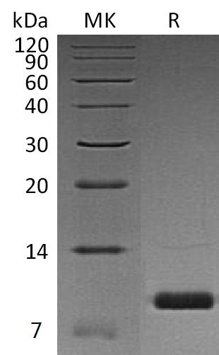 Recombinant Human Uteroglobin (C-6His)
