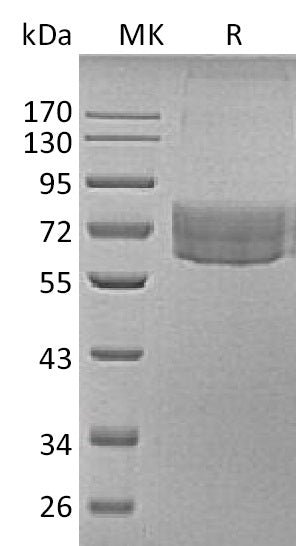 Biotinylated Human TIM-3 (C-Fc-Avi)