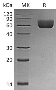 Recombinant Mouse BTNL2 (C-6His)