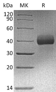 Biotinylated Human EpCAM (C-6His-Avi)