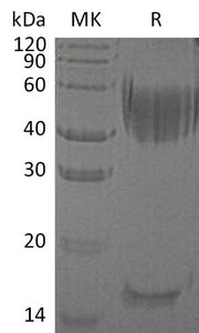 Recombinant Human Haptoglobin (C-6His)
