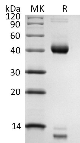 Biotinylated Human Latent TGF-beta 3 (N-8His-Avi)