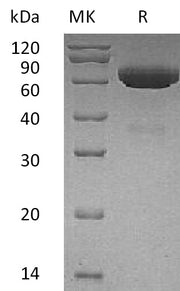 Recombinant Human tPA (C-6His)