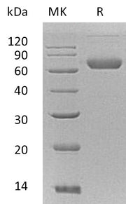 Recombinant Mouse EFNB2 (C-Fc-6His)
