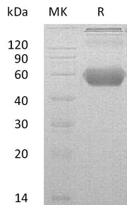 Recombinant Mouse GITR (C-Fc-6His)