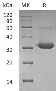 Recombinant Mouse IgG1 Fc