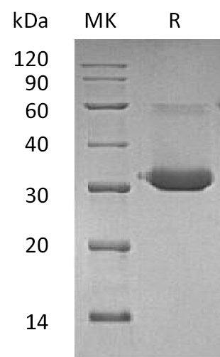 Recombinant Mouse IgG1 Fc