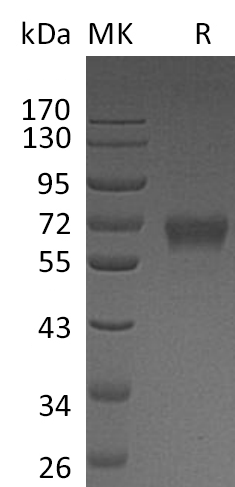 Recombinant Human IZUMO4 (C-Fc)