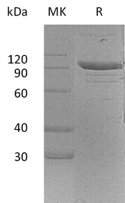 Recombinant Mouse PSGL-1 (C-Fc)