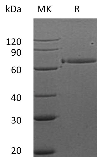 Recombinant Human HER3 (312AA, C-Fc)
