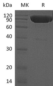 Recombinant Mouse DR6 (C-Fc-6His)