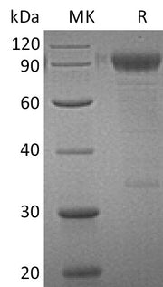 Recombinant Human IL-3RA (C-Fc)