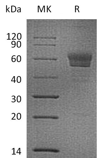 Recombinant Mouse Podoplanin (C-Fc)