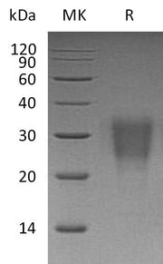 Recombinant Human IL-22 (C-6His)
