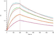 Recombinant Human BAFF (N-Fc)