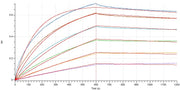 Recombinant Cynomolgus TIM-3 (N-8His)