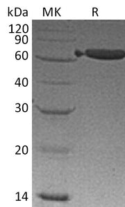 Recombinant Mouse EpCAM (C-Fc)