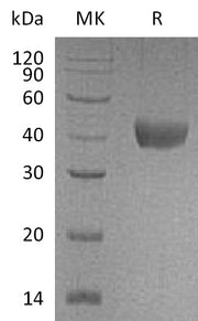 Recombinant Cynomolgus CD38 (C-6His)