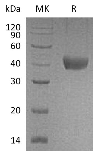 Recombinant Cynomolgus CD38 (C-6His)