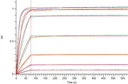 Recombinant Human APRIL (N-Flag-His)