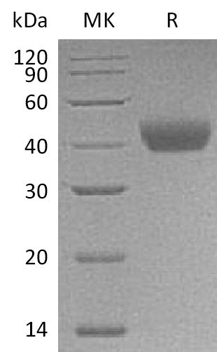 Recombinant Rat CD38 (C-6His)