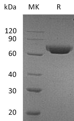 Recombinant Human CD157 (C-Fc)