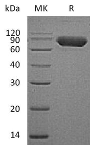 Recombinant Human CD38 (C-Fc)