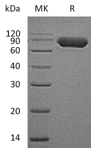 Recombinant Human CD38 (C-Fc)