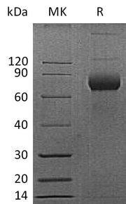 Recombinant Mouse CD38 (C-Fc)