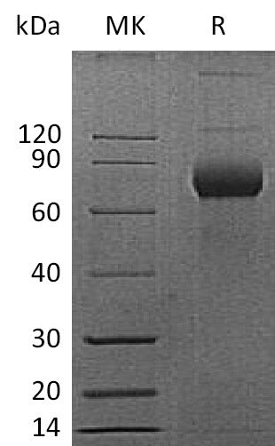 Recombinant Mouse CD38 (C-Fc)