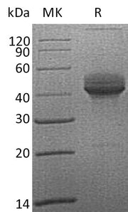 Recombinant Cynomolgus CD3E (C-Fc)