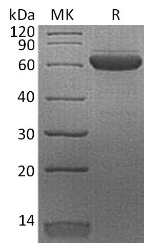 Recombinant Human EPO-R (C-Fc)