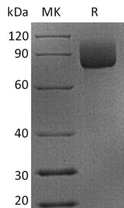 Recombinant Cynomolgus/Rhesus macaque CD19 (C-Fc)