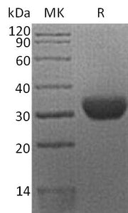 Recombinant Human EPO-R (C-6His)