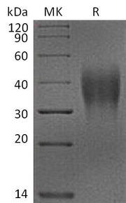 Recombinant Cynomolgus VSIR (C-6His)