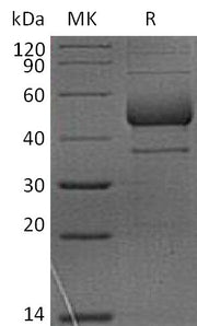 Recombinant Rhesus Macaque ICOS (C-Fc)