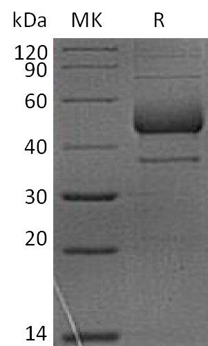 Recombinant Rhesus Macaque ICOS (C-Fc)