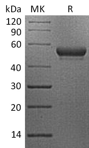 Recombinant Human CD160 (C-Fc)