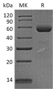 Recombinant Human Dectin-1 (N-Fc)
