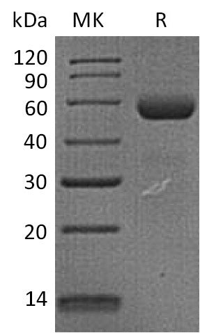 Recombinant Human Dectin-1 (N-Fc)
