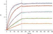 Recombinant Human BCMA (C-mFc)