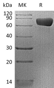 Recombinant Human PD-L2 (C-mFc)