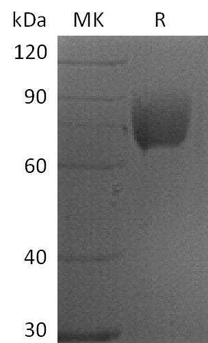 Recombinant Human B7-1 (C-mFc)