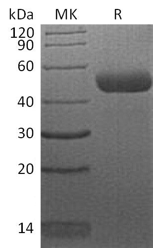 Recombinant Human CTLA-4 (C-mFc)