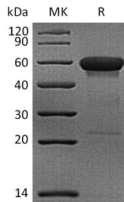 Recombinant Rhesus Macaque CD160 (C-Fc)