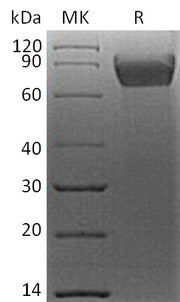 Recombinant Human B7-H4 (C-mFc)