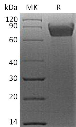 Recombinant Human B7-H4 (C-mFc)