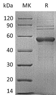 Recombinant Human TIM-3 (C-mFc)