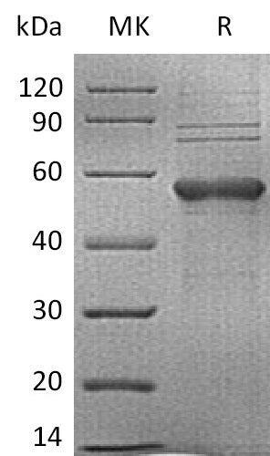 Recombinant Human TIM-3 (C-mFc)