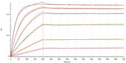 Recombinant Human CD47 (C-mFc)